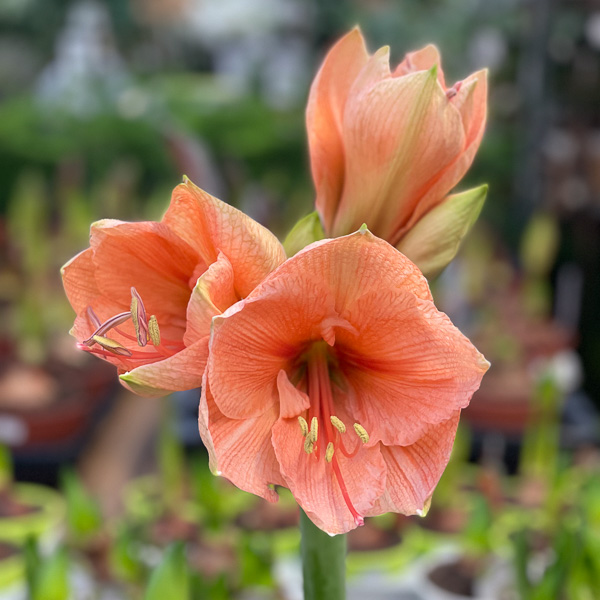 amaryllis