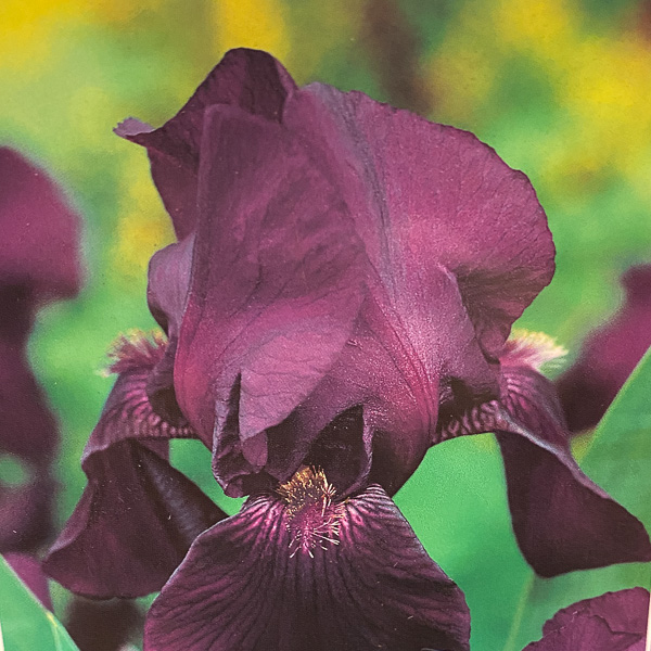 Iris Black Knight