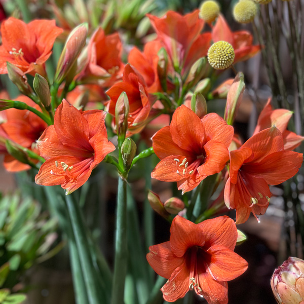 orange amaryllis