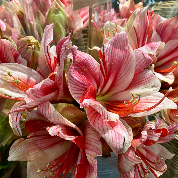 amaryllis röd och vit