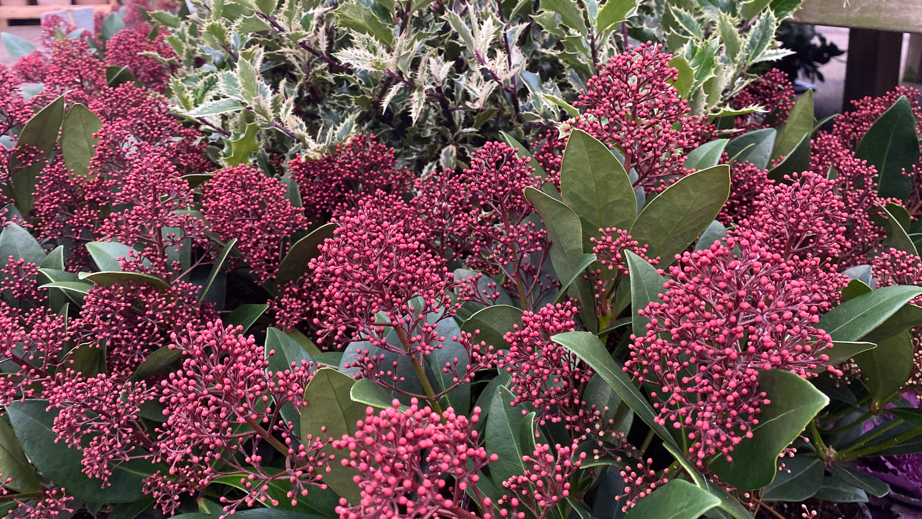 skimmia vinterbär