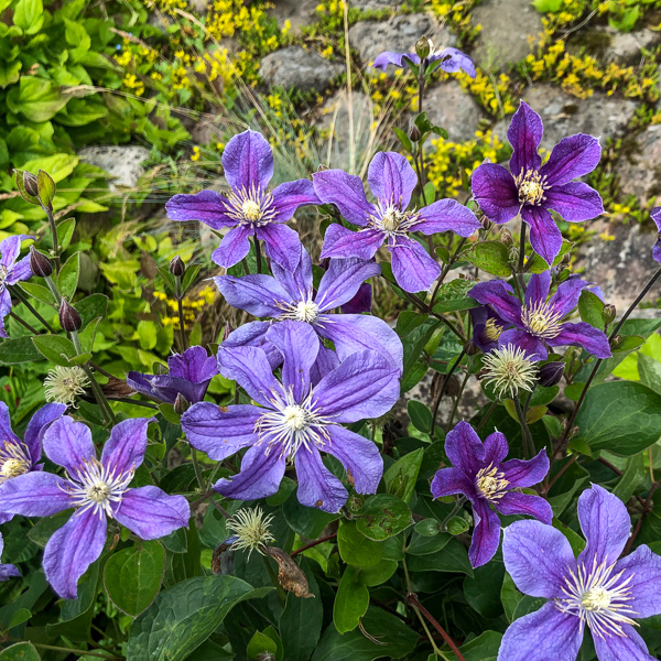 Clematis Arabella