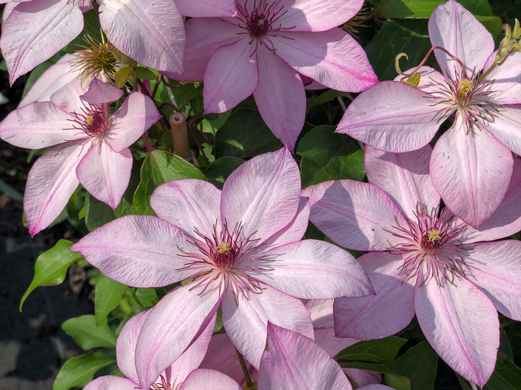 Clematis