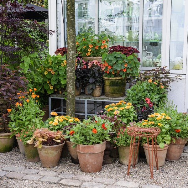 sommarblommor i gula och orange toner