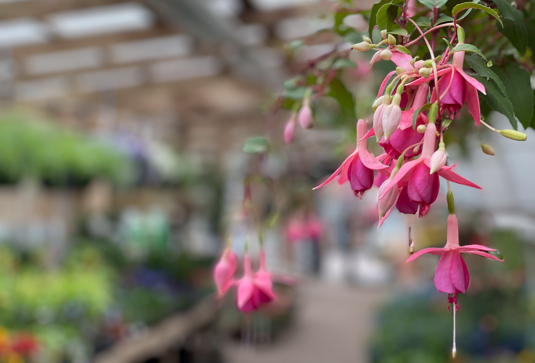 blommande fuchsia