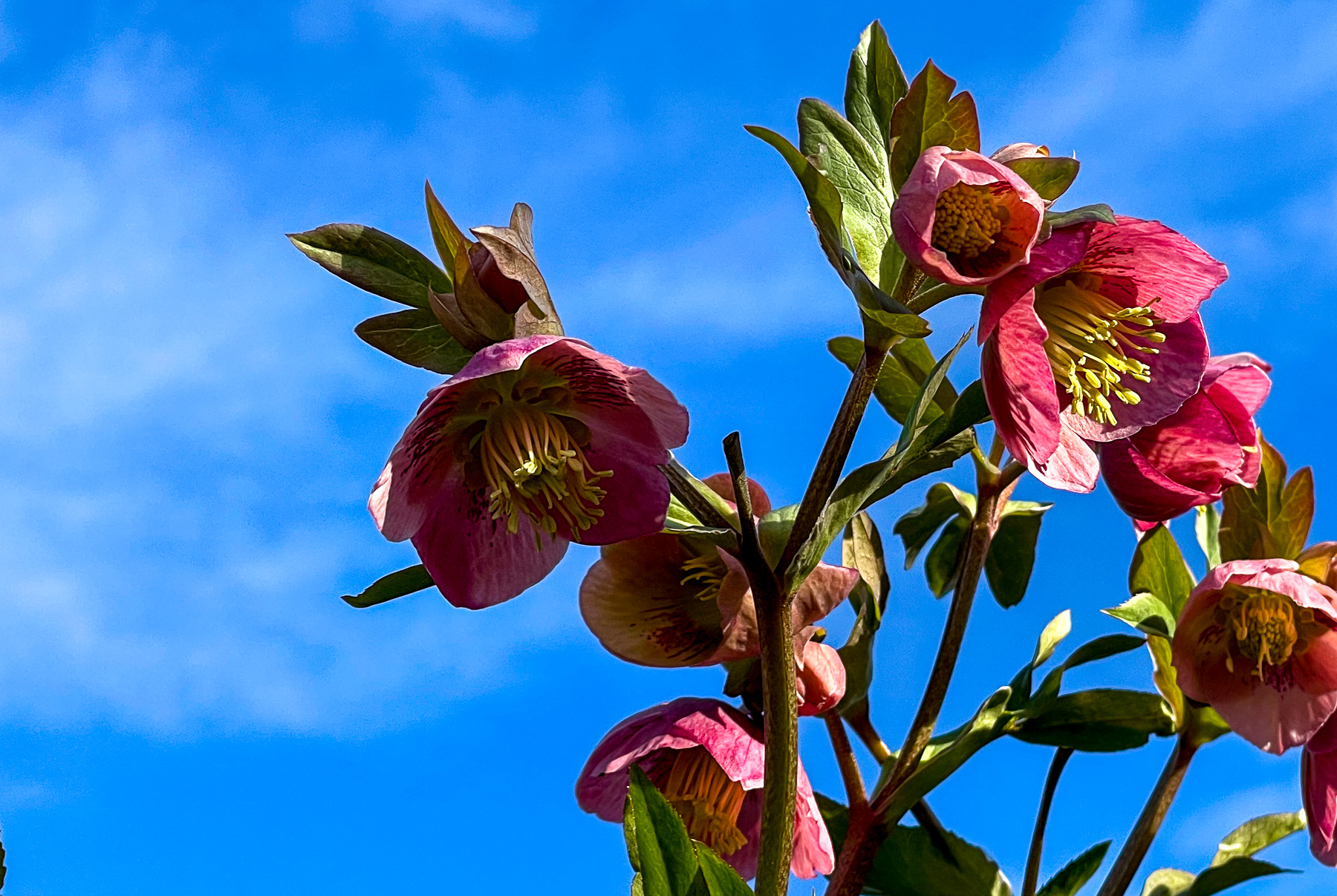 blommande julrosor